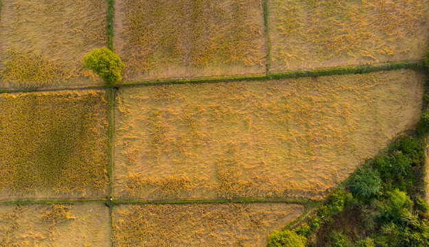 aerial view of paddy field ready to harvest.single tree on the pathway with green corner edge