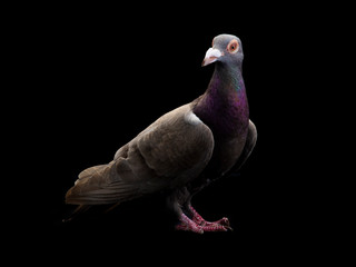 pigeon dragon isolated on black