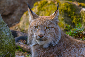 cute young lynx in the colorful wilderness forest