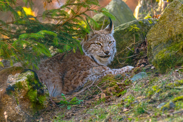 cute young lynx in the colorful wilderness forest