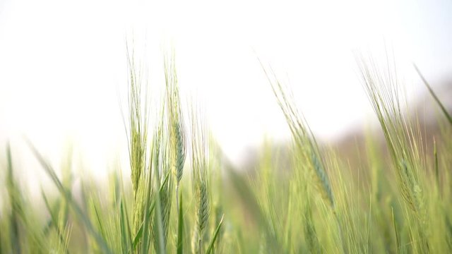 4K Video footage selective focus close up shot group of beautiful organic barley wheat field swaying in the wind against golden sunlight in evening with blurred background.