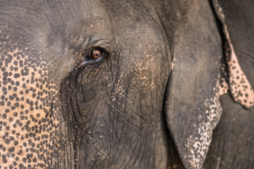 Fototapeta premium Elephant eye close up. 