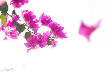 Beautiful  pink Bougainvillea flower on plant