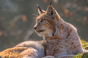 cute young lynx in the colorful wilderness forest