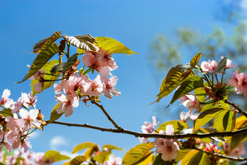 Sakura blossom in spring Park. Cherry blossom tree in late spring. Flora historically formed set of plant species of North-West of Russia, Saint-Petersburg