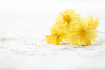 Obraz na płótnie Canvas Yellow cosmos flower on vintage antimacassar background spring concept natural season