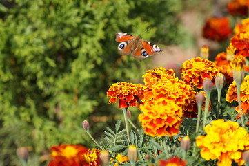 butterfly flying over marigold flower