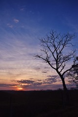 tree at sunset