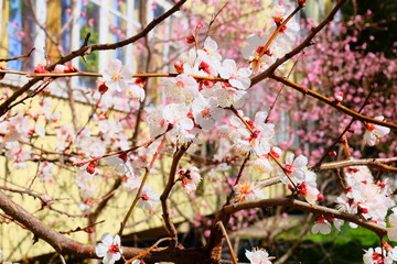 Bloom in the spring, the street in Anapa Russia