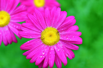 Obraz premium The pink pyrethrum, or Persian Daisy (lat. Pyrethrum roseum) close-up. Daisies Pyretrum bright pink on a bright green background.