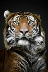 Fototapeta na wymiar Mylayan tiger - close up face tiger - Prague zoo
