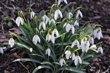 Schneeglöckchen im Garten