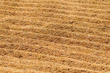 Process drying rice seed outdoor sun light