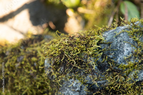 Close Up Moss On Stone And Blur Bokeh Background Copy