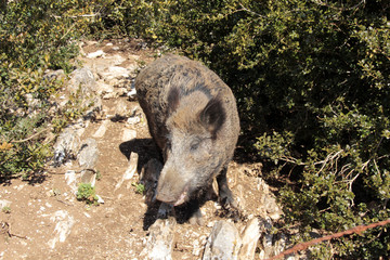 un sanglier
