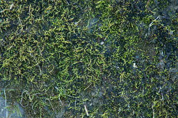 Obraz na płótnie Canvas close up moss surface