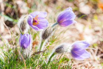 concave in NP Podyji, Czech Republic