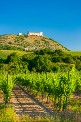 Fototapeta na wymiar vineyards, castle Devicky, Palava, Moravia region, Czech Republic