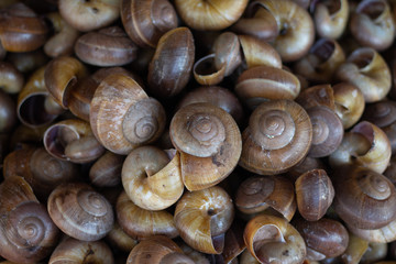 Hemiplecta Distincta snails  culture for the production of facial cosmetics best product in Thailand