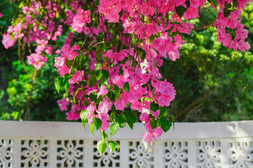 Close-up.Paper flower (Bougainvillea). Dreaming purple confetti. Summer in Quy Hoa village, Quy Nhon city, Binh Dinh province, Vietnam. Central region. Coastal area.