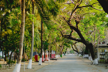 Flamboyant tree. Summer in Quy Hoa village, Quy Nhon city, Binh Dinh province, Vietnam. Central region. Coastal area.