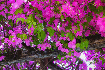 Close-up.Paper flower (Bougainvillea). Dreaming purple confetti. Summer in Quy Hoa village, Quy Nhon city, Binh Dinh province, Vietnam. Central region. Coastal area.
