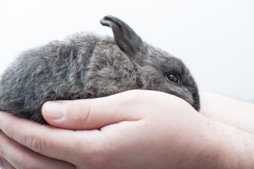 Cute little rabbit