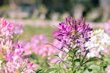 Soft focused Spider flower(Cleome hassleriana) in the garden for background.