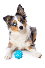 Puppy with a ball isolated on white