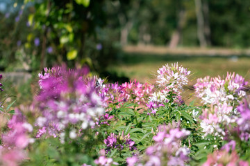 Obraz premium Soft focused Spider flower(Cleome hassleriana) in the garden for background.