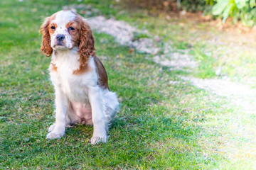 Portrait of a young dog cavalier king charles on a grass background