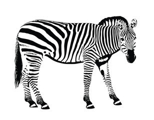 Fototapeta na wymiar Zebra animal stencil mask vector illustration