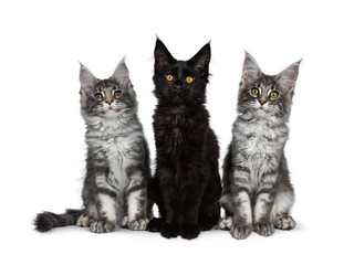 Group of three blue tabby / black solid Maine Coon cat kittens, sitting up in perfect line. Looking above lens with bright eyes. Isolated on white background.