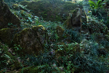 nature green moss and grass on stone in forest on the mountain .