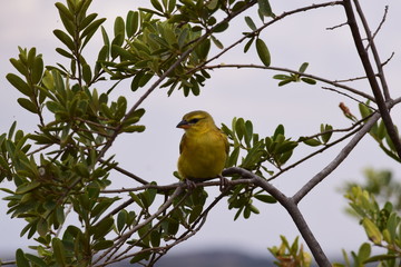 Obraz premium bird on branch