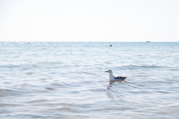 Fototapeta premium Seagull is swimming in the sea.