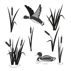 Vector pond set. Reeds and ducks isolated on white.