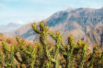 many cactus landscape