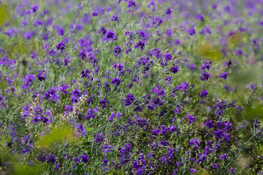 Background image in the form of purple wildflowers
