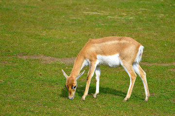 Naklejka na ściany i meble Female Indian antelope (Antilope cervicapra) grazing