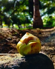 Coconut shell and coconut 