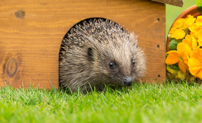 Hedgehog (Scientific name: Erinaceus Europaeus) wild, free roaming hedgehog, taken from a wildlife garden hide to monitor health and population of this favourite but declining mammal, space for copy	