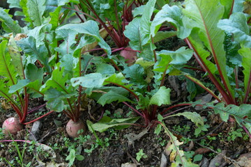 red potato growth in farm