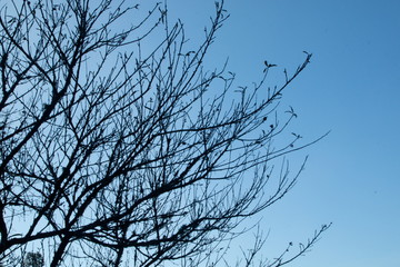 tree branches background and clear blue sky .