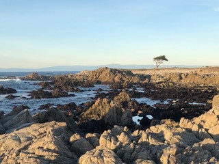 Obraz premium Ocean with a tree on the rocks