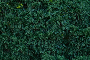 close up green fir pine tree branches , christmas tree background .