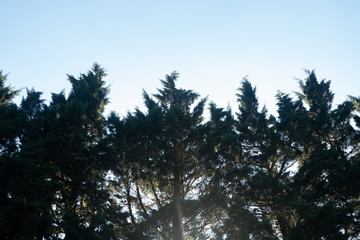 tree pine background and blue sky