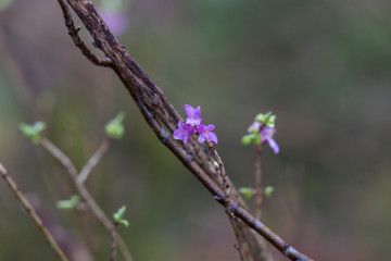 Raindrops on the purple-colored flowers of the daphne