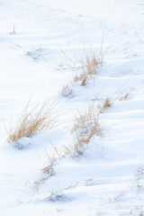 Fototapeta na wymiar brown grass in the snow iceland 