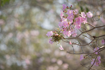Pink Trumpet shrub